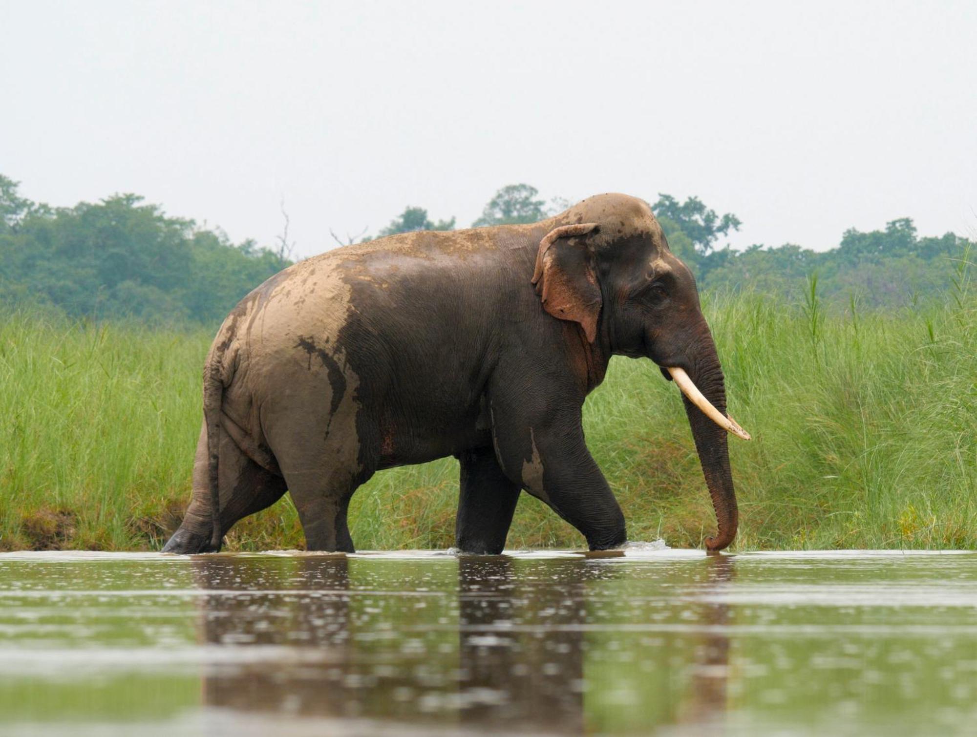 Hotel Family House - Bardia National Park Bardiya Exteriér fotografie